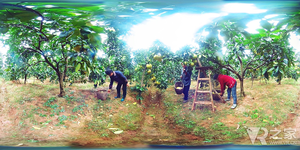 VR直播 虚拟现实世界展现别样的“蜜柚大丰收”