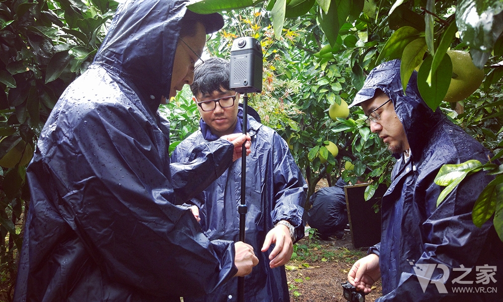 VR直播 虚拟现实世界展现别样的“蜜柚大丰收”